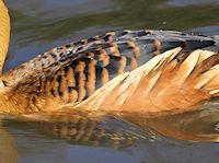 Fulvous Whistling Duck (Breast & Body) - pic by Nigel Key